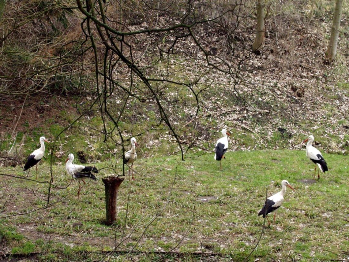 Obrączkarze gotowi - dbajmy o bociany Obrączkarze gotowi - dbajmy o bociany