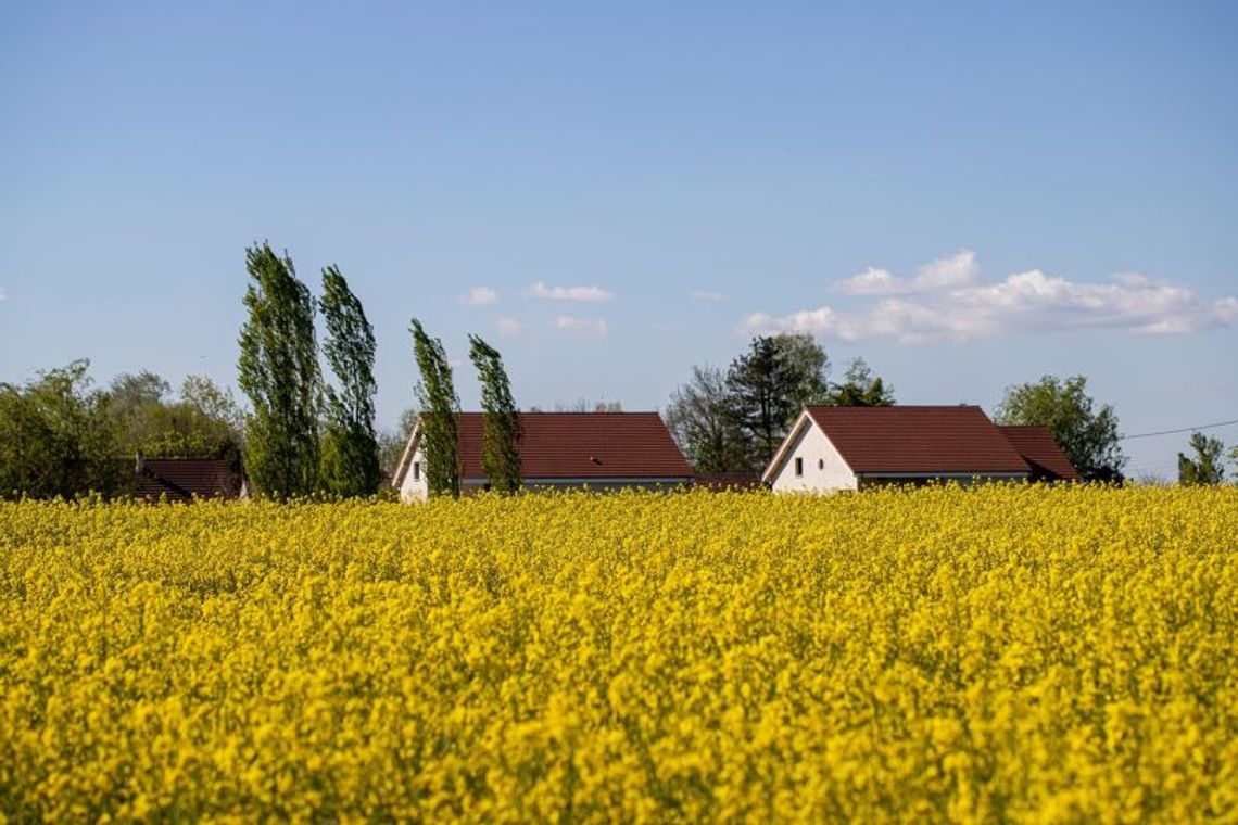 Ochrona rzepaku przed szkodnikami – najważniejsze terminy i progi szkodliwości