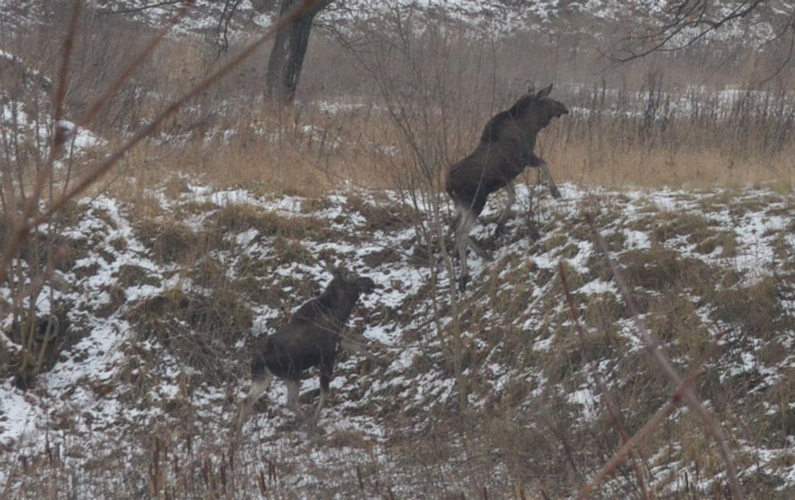 Od kilku dni łosie spacerują po terenie byłej jednostki wojskowej Od kilku dni łosie spacerują po terenie byłej jednostki wojskowej