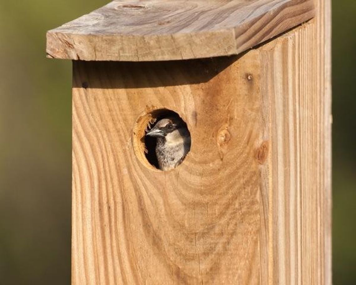 Odbierz darmową budkę lęgową