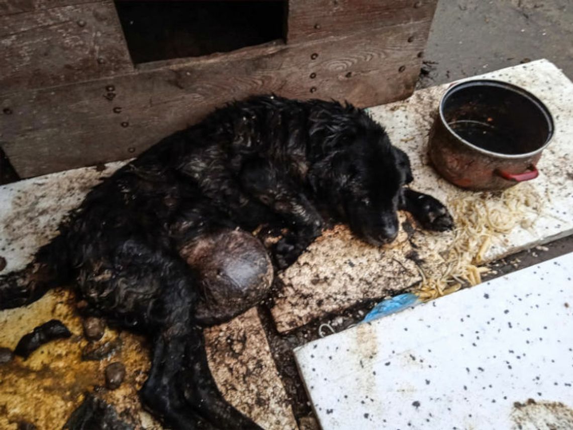 Odpowie za znęcanie się nad zwierzęciem