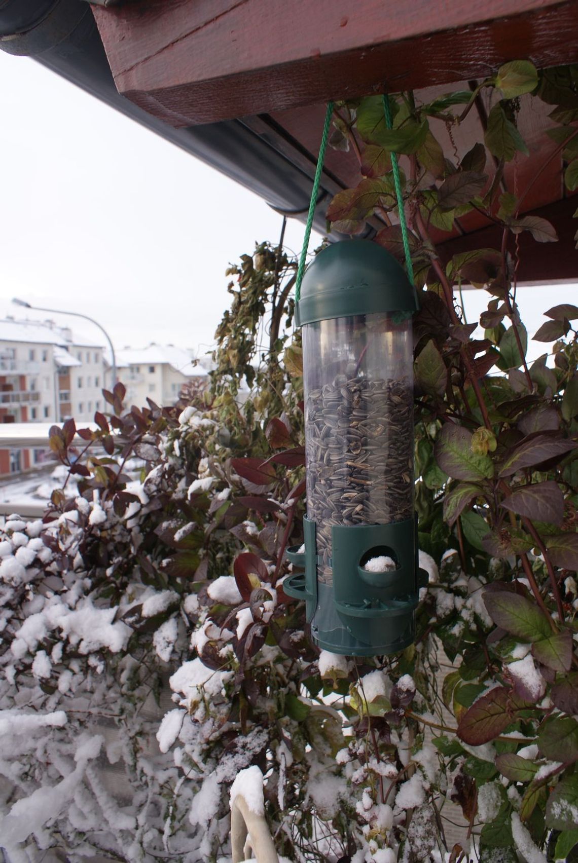 Ogromne zainteresowanie dokarmianiem ptaków! Ogromne zainteresowanie dokarmianiem ptaków!