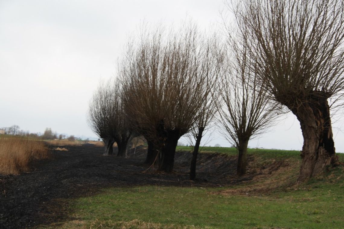 Olbrzymi pożar użytku ekologicznego. Ogień zagrażał ludziom Olbrzymi pożar użytku ekologicznego. Ogień zagrażał ludziom