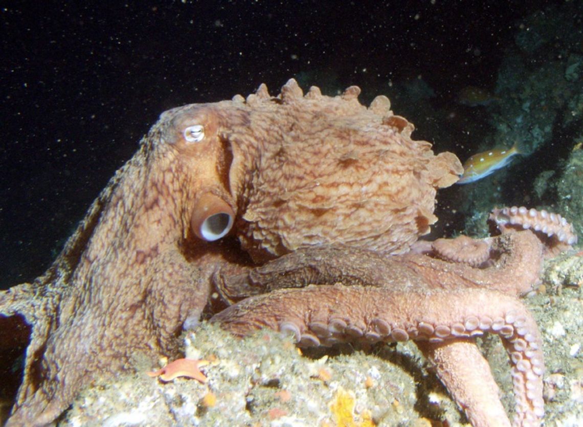 Olbrzymia Ośmiornica LUIZA już w Akwarium Gdyńskim! Olbrzymia Ośmiornica LUIZA już w Akwarium Gdyńskim!
