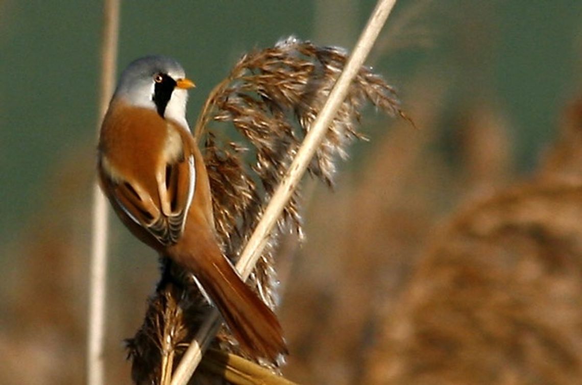 Ornitologiczne odkrycia - wąsatka na trzcinowisku