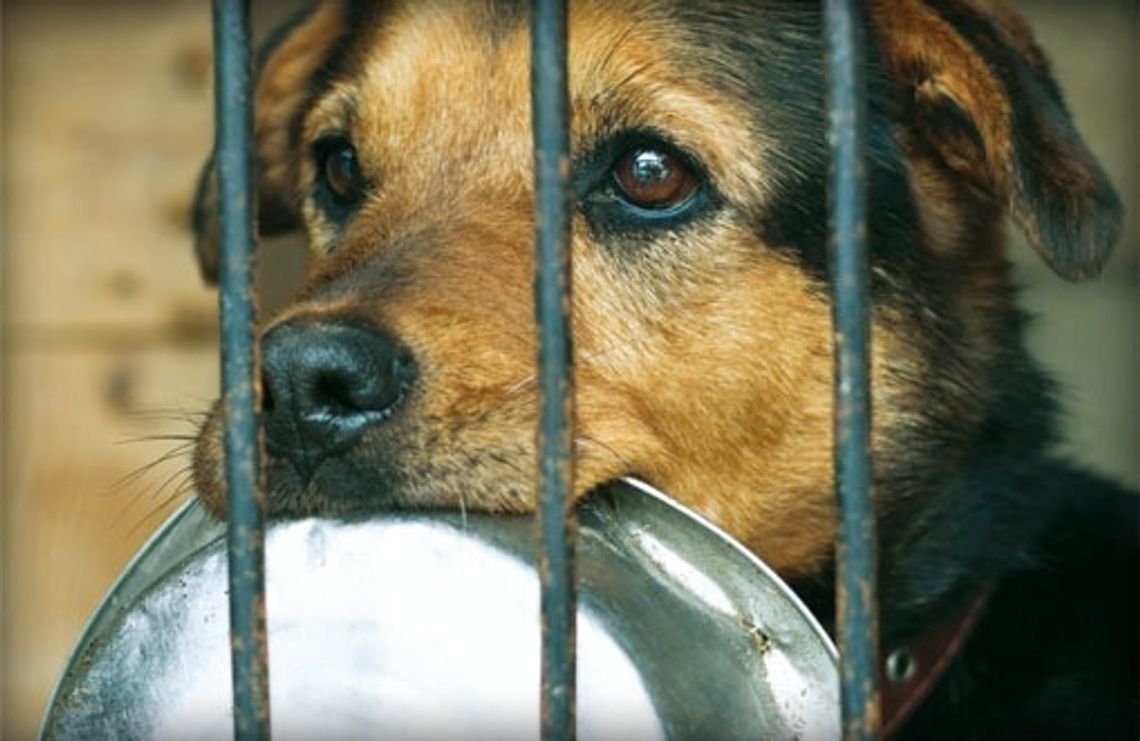 Ostatnia szansa by pomóc zwierzętom z tczewskiego schroniska!