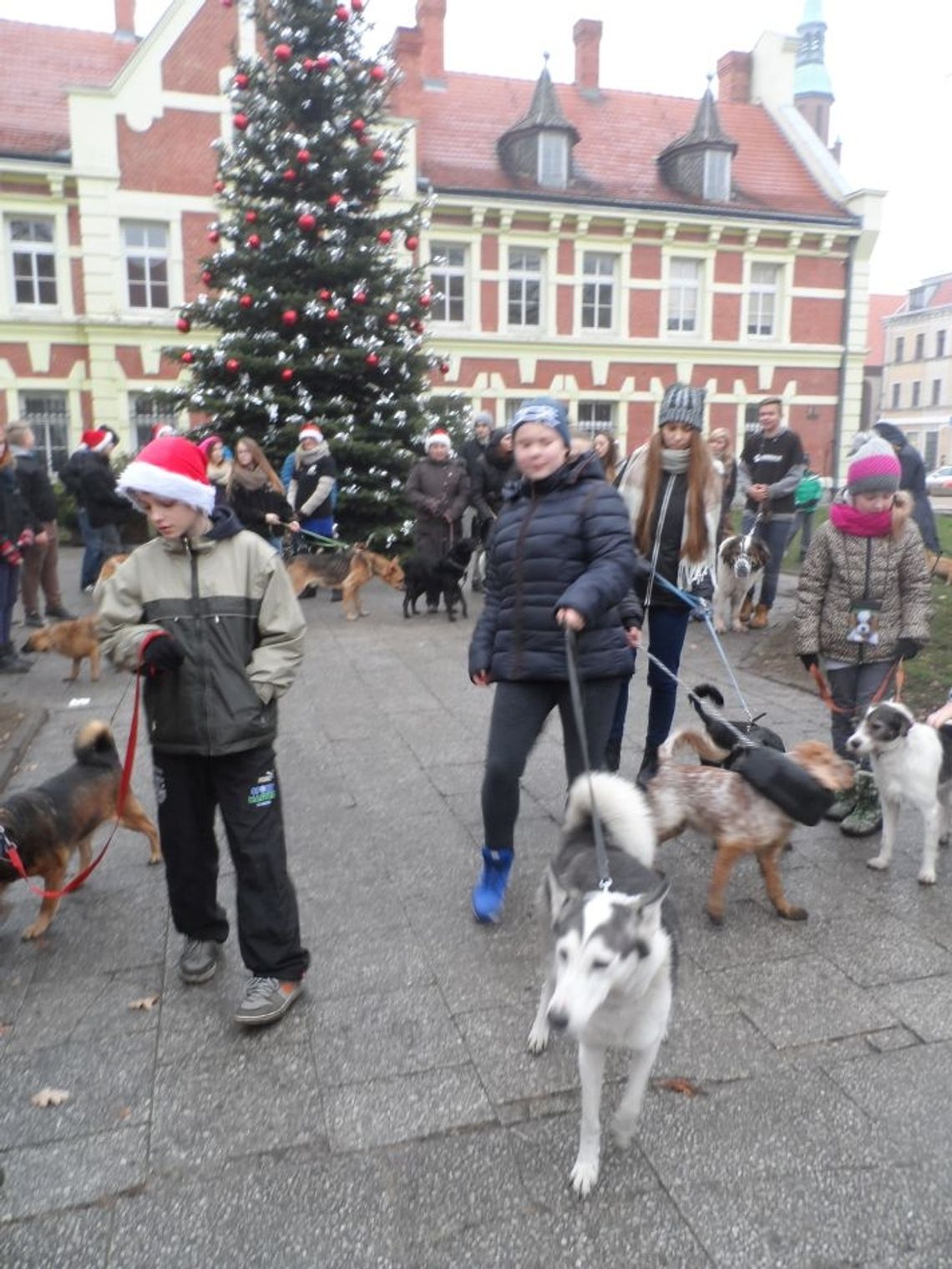 Pamietają o zwierzętach - Mikołajkowy "Spacer przyjaźni" Pamietają o zwierzętach - Mikołajkowy "Spacer przyjaźni"