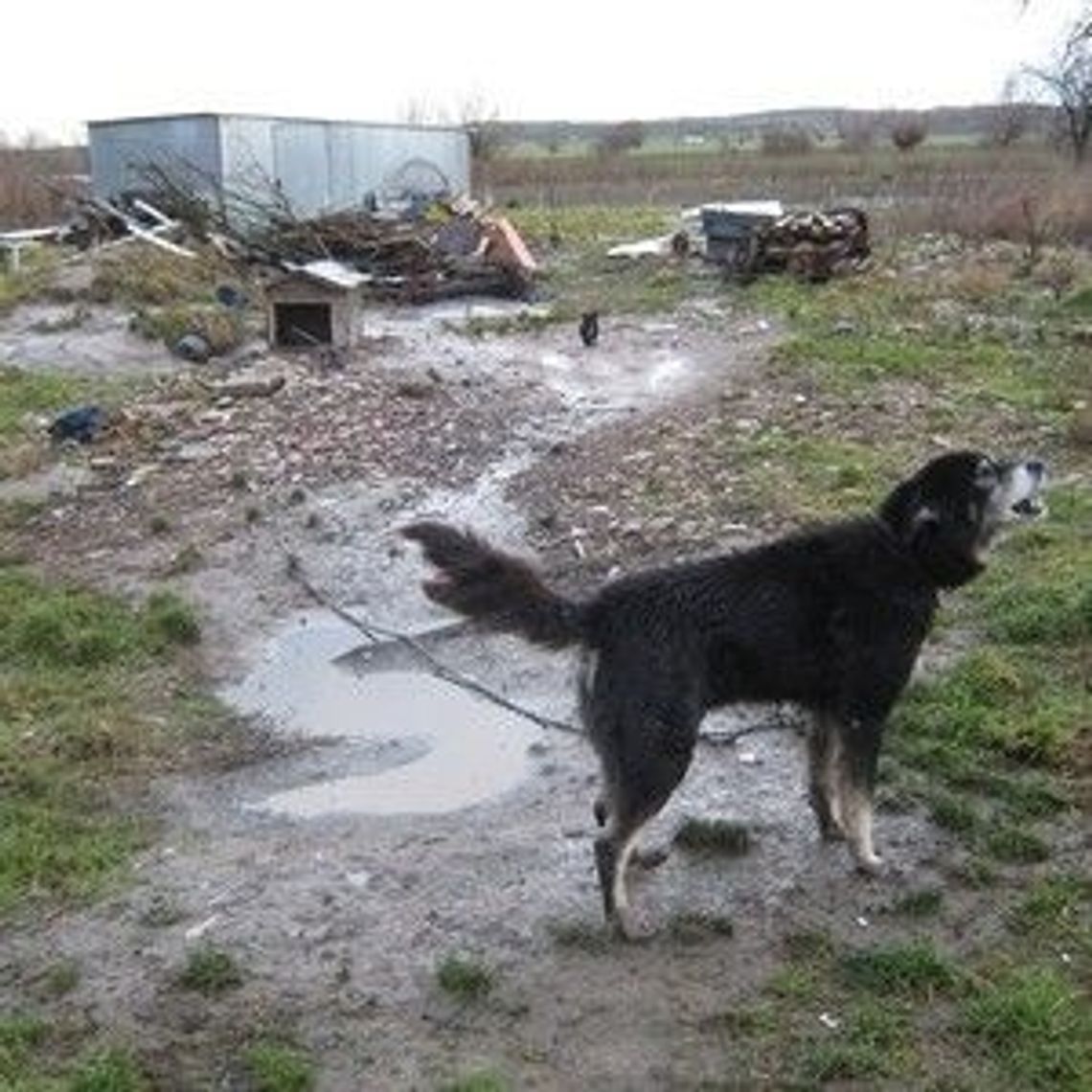 Pan umarł, a psy zostały