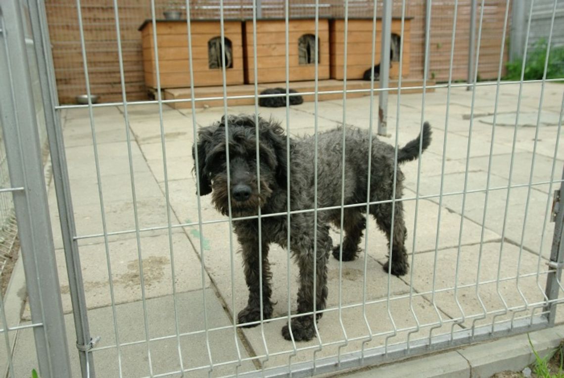 Pies na urlopie. Zwierzęta – niepotrzebny wakacyjny balast? Pies na urlopie. Zwierzęta – niepotrzebny wakacyjny balast?