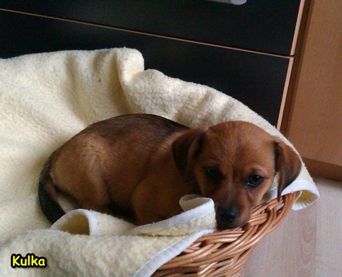 Pies porzucony w śmietniku Pies porzucony w śmietniku