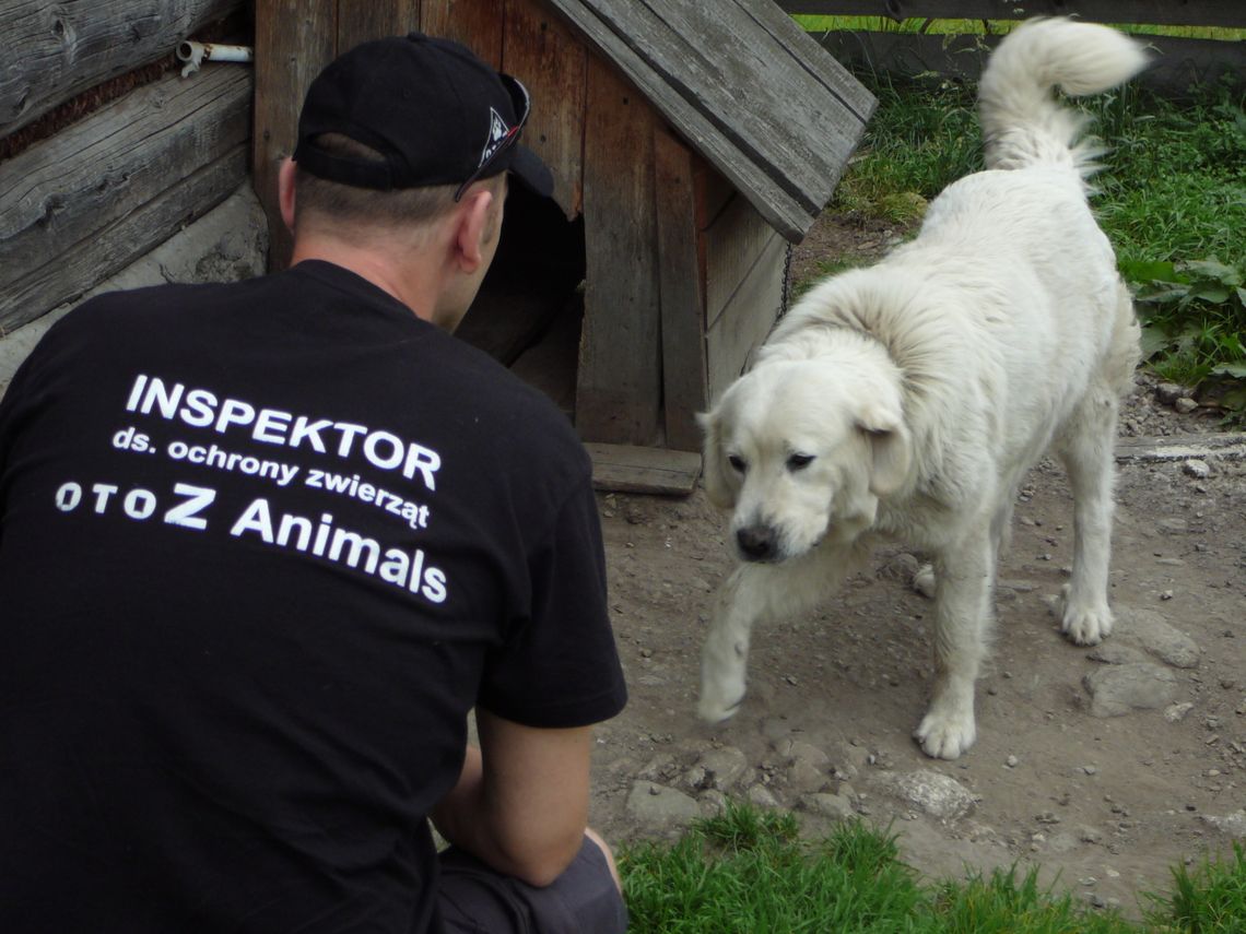 Pies przywiązany do człowieka, nie do budy Pies przywiązany do człowieka, nie do budy