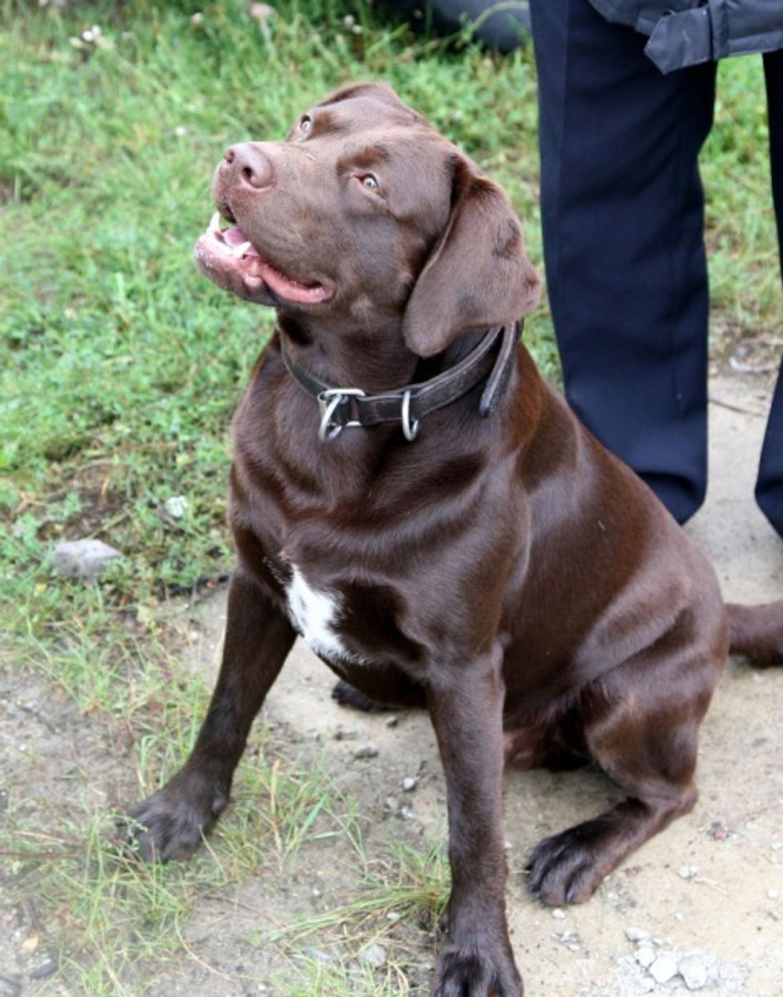 Pies wytropił złodzieja Pies wytropił złodzieja