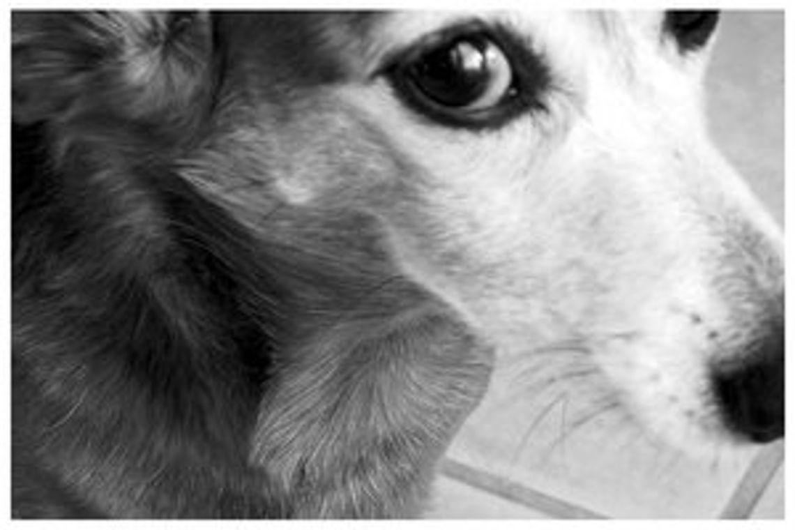 Pies zabłąkany w Kościeleczkach nadal bez pomocy Pies zabłąkany w Kościeleczkach nadal bez pomocy