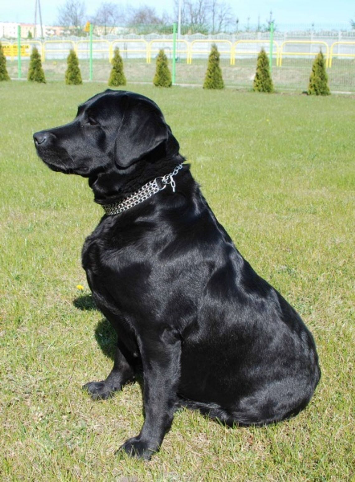 Pieski nos do narkotyków Pieski nos do narkotyków