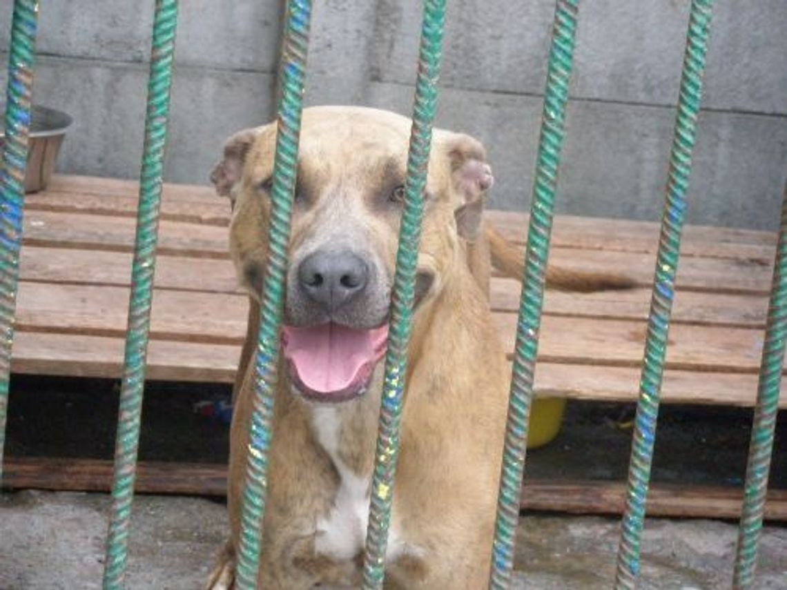 Pieskie wakacje - w poszukiwaniu nowego domu Pieskie wakacje - w poszukiwaniu nowego domu