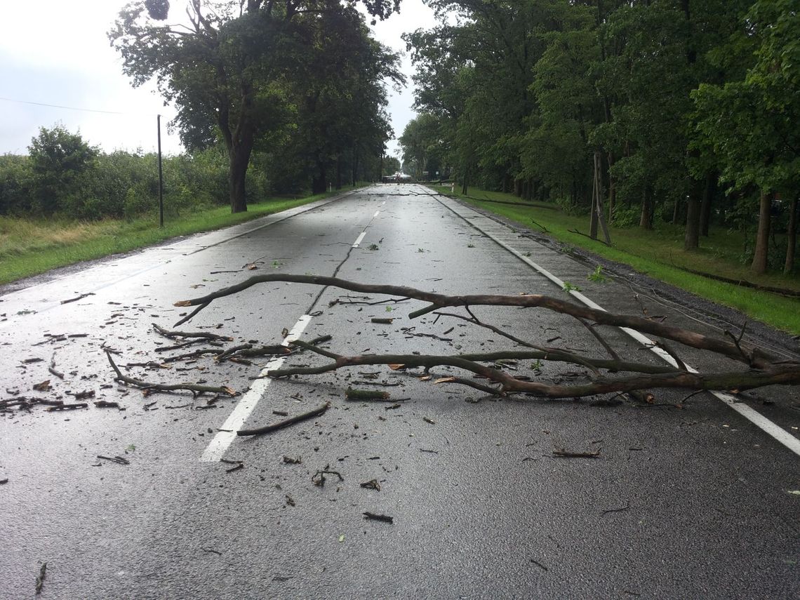 PILNE! Nawałnica w Tczewie. Berlinka zablokowana przez konary!
