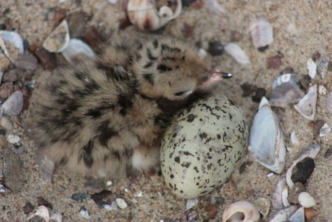 Pływający dom dla rybitw Pływający dom dla rybitw