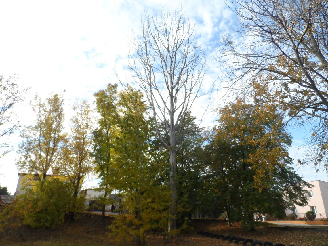 Po naszej interwencji wycięli zagrażające bezpieczeństwu drzewa Po naszej interwencji wycięli zagrażające bezpieczeństwu drzewa