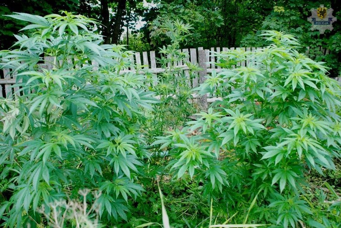 Podczas pożaru stodoły policjanci odkryli planatację marihuany