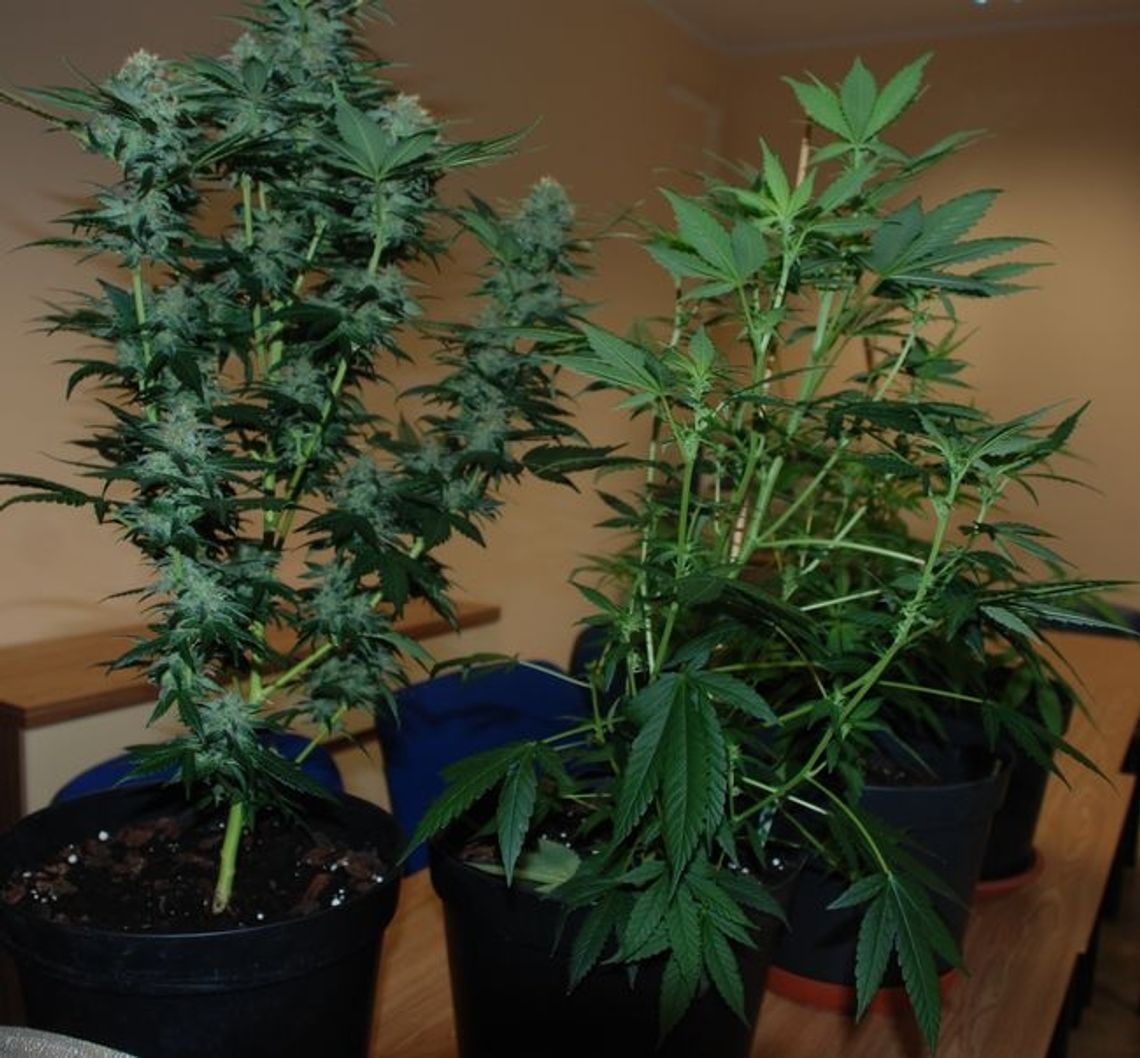 Podejrzane doniczki na parapecie Podejrzane doniczki na parapecie