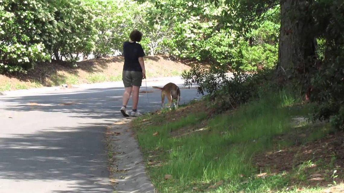 Podwójnie pokrzywdzeni. Sprzątanie po swoim psie to obowiązek każdego właściciela czworonoga