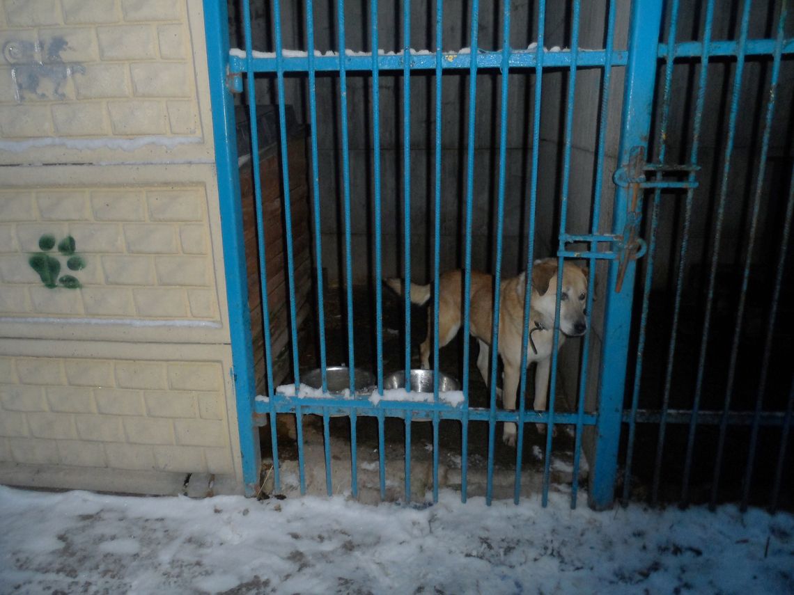 Podziel się ciepłem i dobrym sercem. Podopieczni OTOZ Animals schroniska dla bezdomnych zwierząt czekają na pomoc Podziel się ciepłem i dobrym sercem. Podopieczni OTOZ Animals schroniska dla bezdomnych zwierząt czekają na pomoc