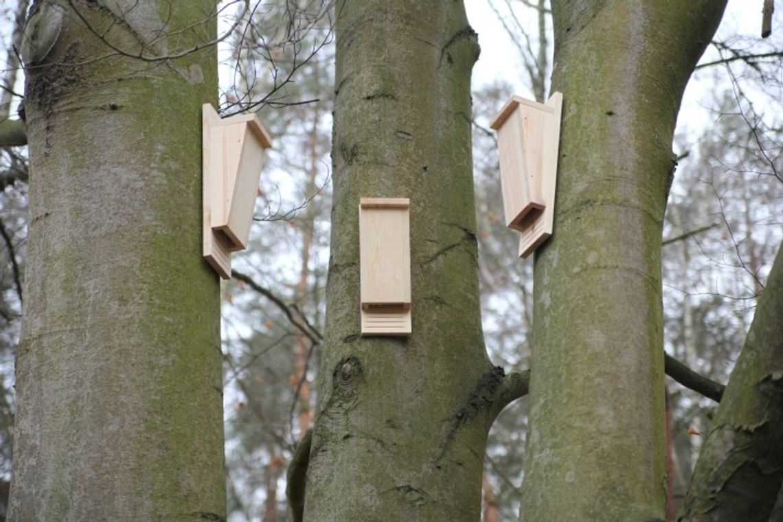 Pojawiły się budki lęgowe dla nietoperzy