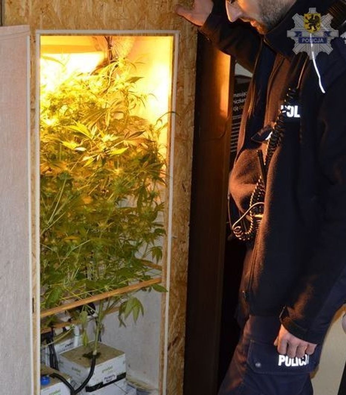 Poletko konopi indyjskich w szafie