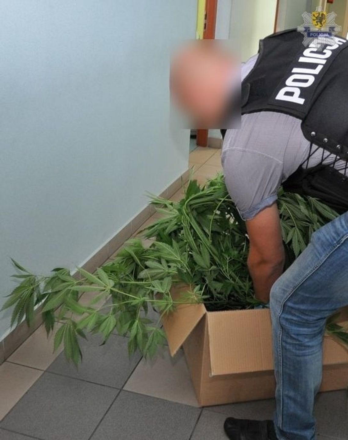 POLICJA: Wpadli podlewając "maryśkę" na działce POLICJA: Wpadli podlewając "maryśkę" na działce