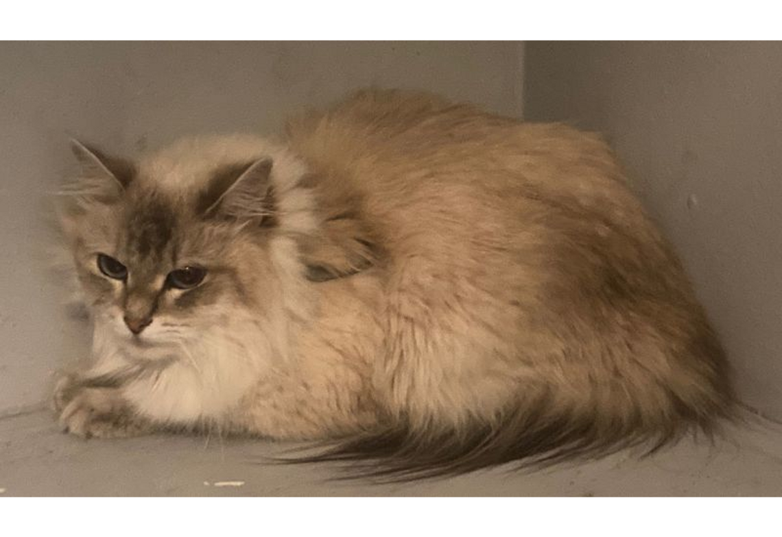 Policjanci uratowali kota, który pozostawiony był w zamkniętym samochodzie, w nasłonecznionym miejscu Policjanci uratowali kota, który pozostawiony był w zamkniętym samochodzie, w nasłonecznionym miejscu