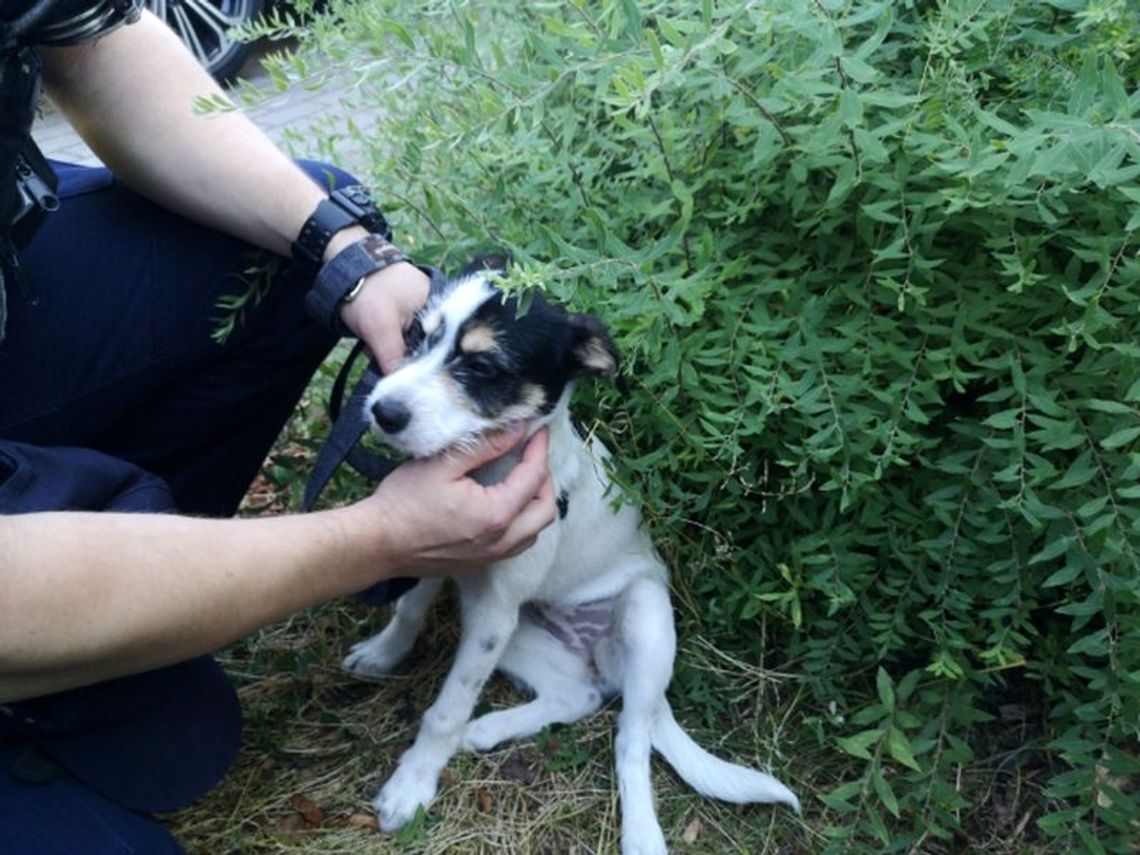 Policjanci wybili szybę, by ratować psa