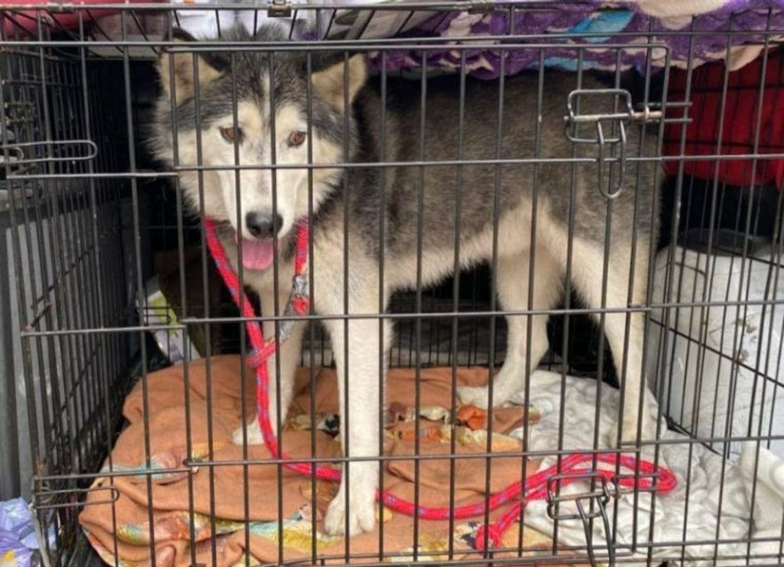 Policjanci z Gdyńskiej drogówka miała nietypowa interwencję