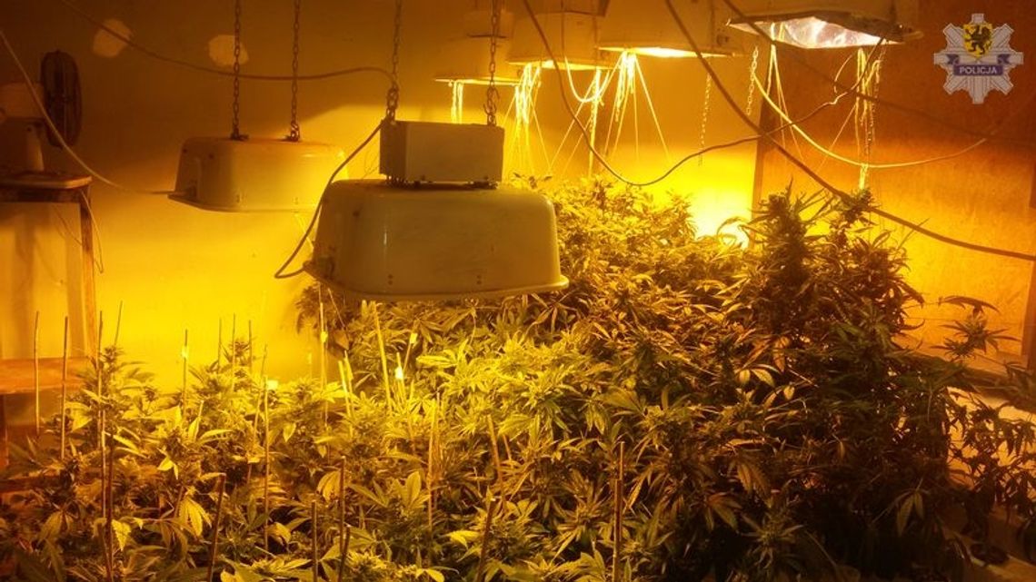 Policjanci zabezpieczyli 156 krzaków konopi indyjskich