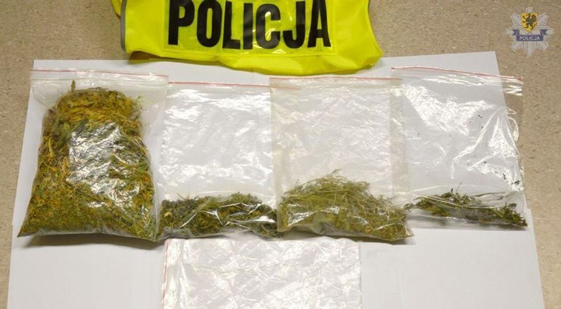 Policjanci zlikwidowali uprawę marihuany. Za popełnienie tego czynu grozi kara do 3 lat więzienia