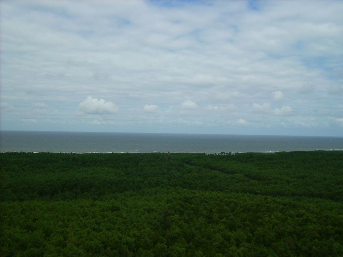 Pomorskie w krajowej czołówce pod względem powierzchni lasów