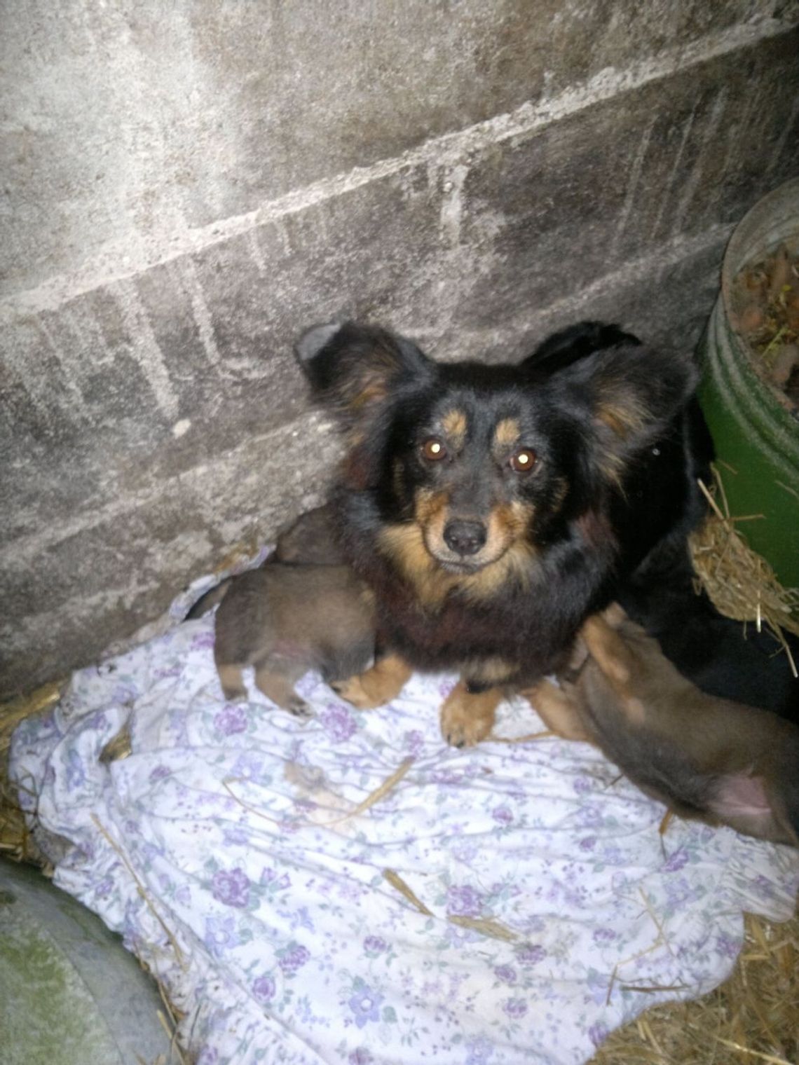 Pomóżmy szczeniaczkom znaleźć dom Pomóżmy szczeniaczkom znaleźć dom