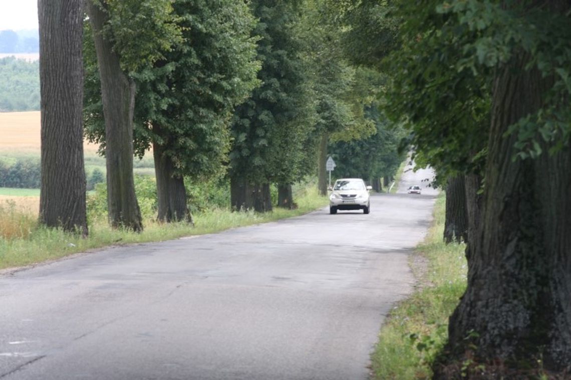 Ponownie rozpatrzą wycinkę drzew Ponownie rozpatrzą wycinkę drzew