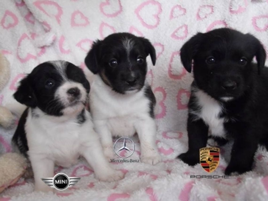 Porsche, Mercedes i Mini czekają na Was! Porsche, Mercedes i Mini czekają na Was!