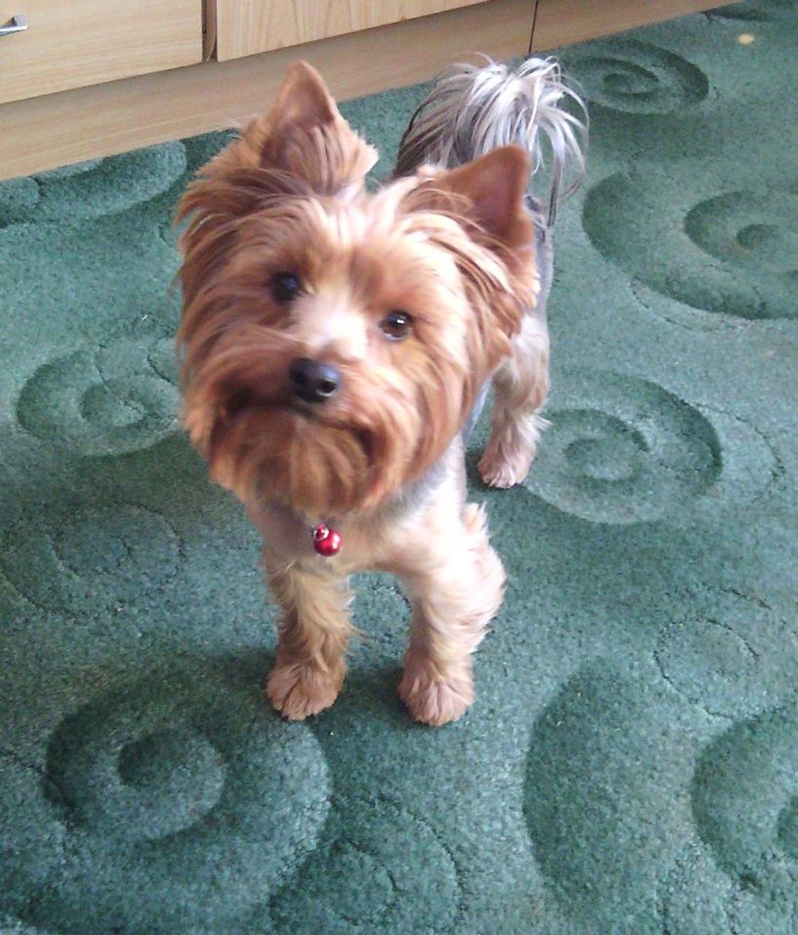 Porwany pies szczęśliwie wrócił do domu Porwany pies szczęśliwie wrócił do domu