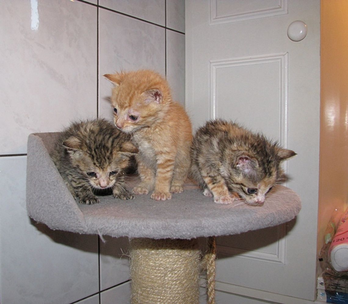 Porzucone kociaki Porzucone kociaki