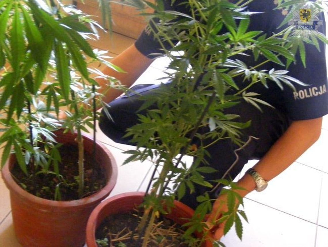 Porzucone konopie w rowie Porzucone konopie w rowie