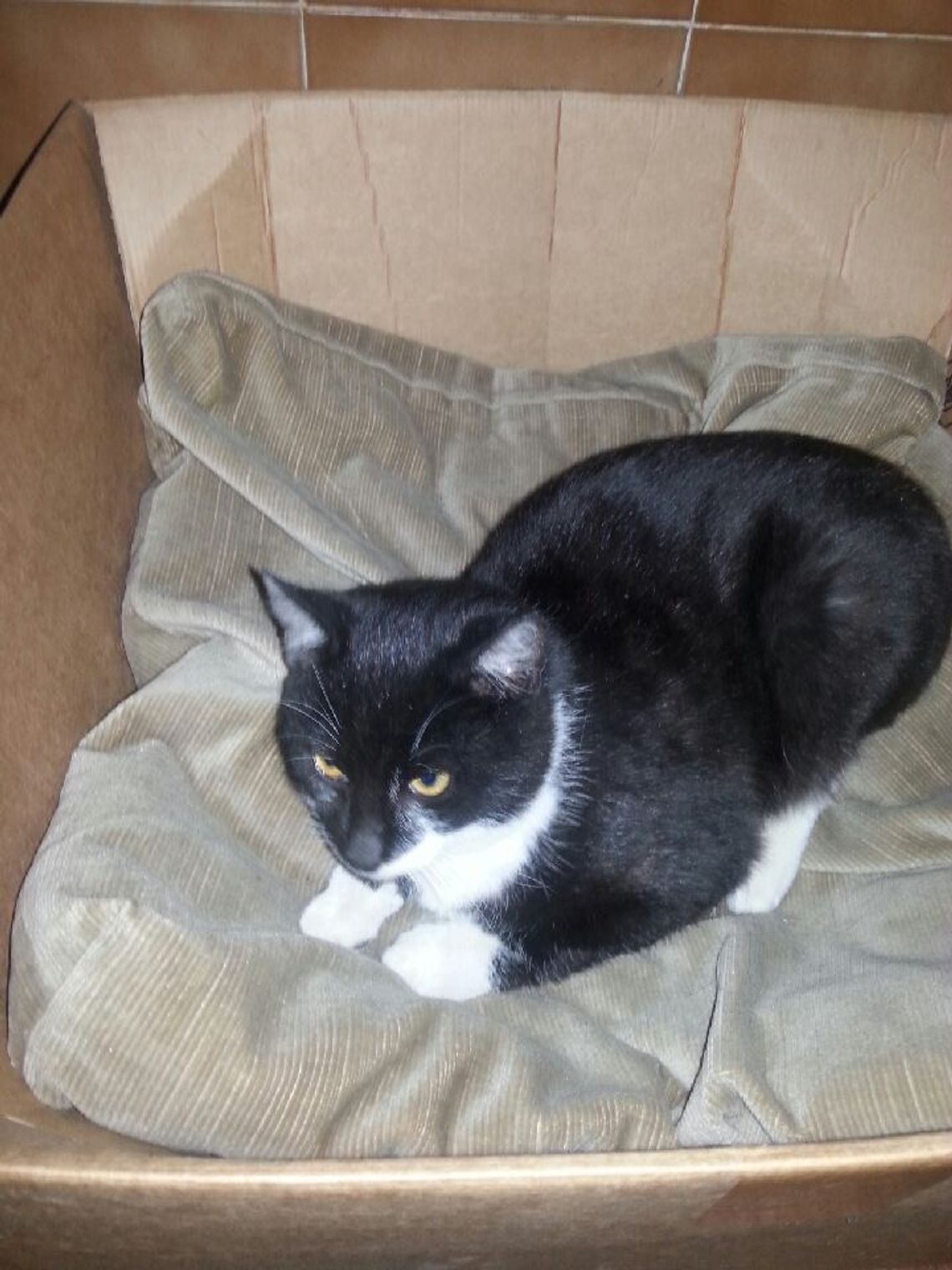 Porzucony jak śmieć… Kto znajdzie miejsce dla małego kotka?