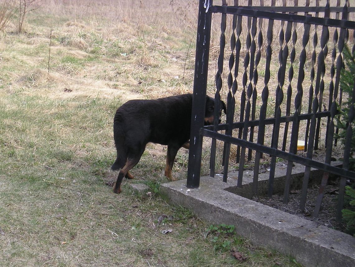 Porzucony pies. Wypatruje swego "pana" Porzucony pies. Wypatruje swego "pana"