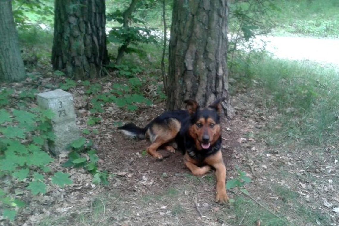 Porzucony wilczur, przywiązany do drzewa i gminna biurokracja Porzucony wilczur, przywiązany do drzewa i gminna biurokracja