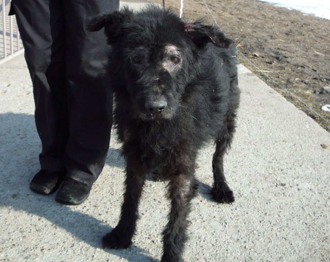 Posprzątaj po swoim psie! Posprzątaj po swoim psie!