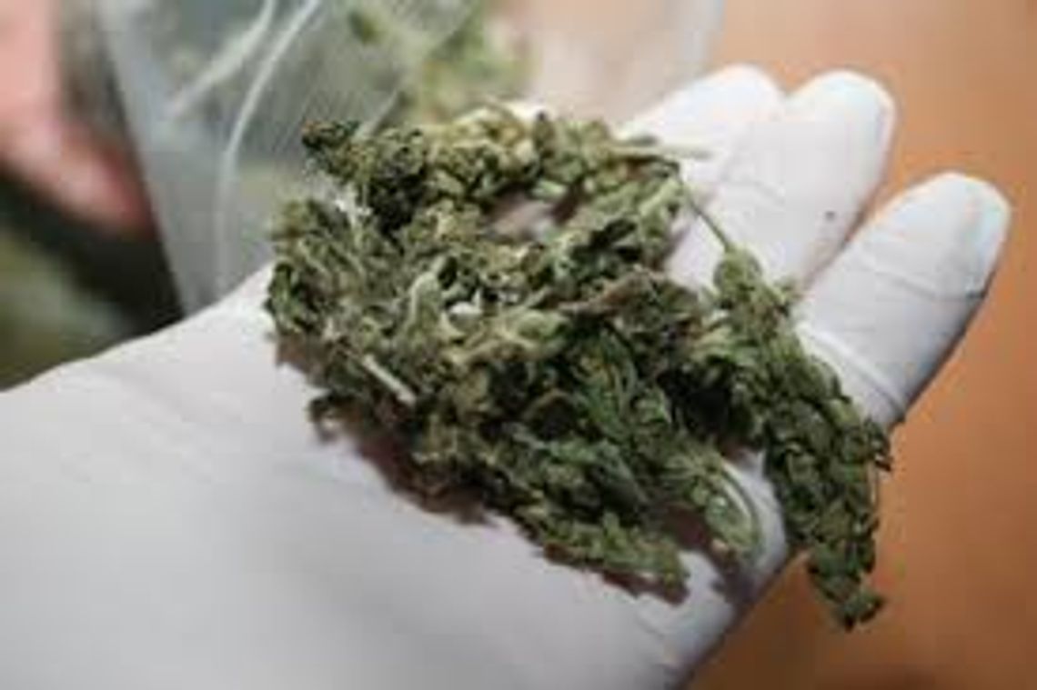 Poszukiwany listem gończym posiadał marihuanę Poszukiwany listem gończym posiadał marihuanę