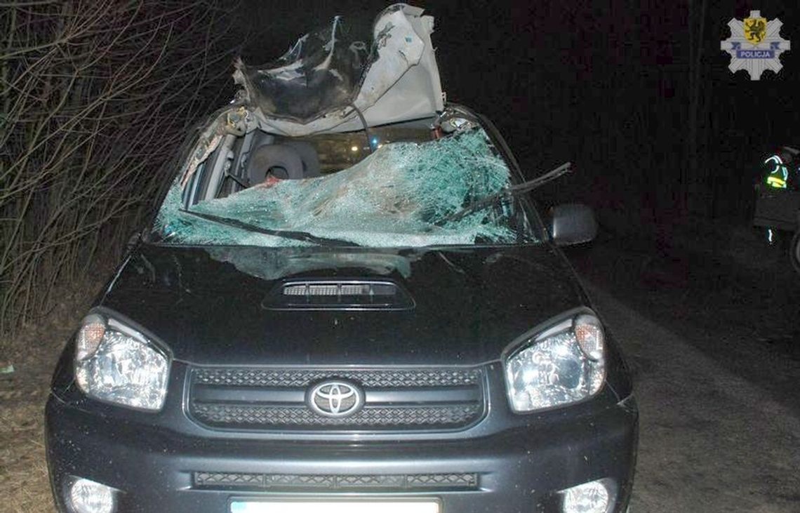 Potrącił jelenia, pasażerka zmarła