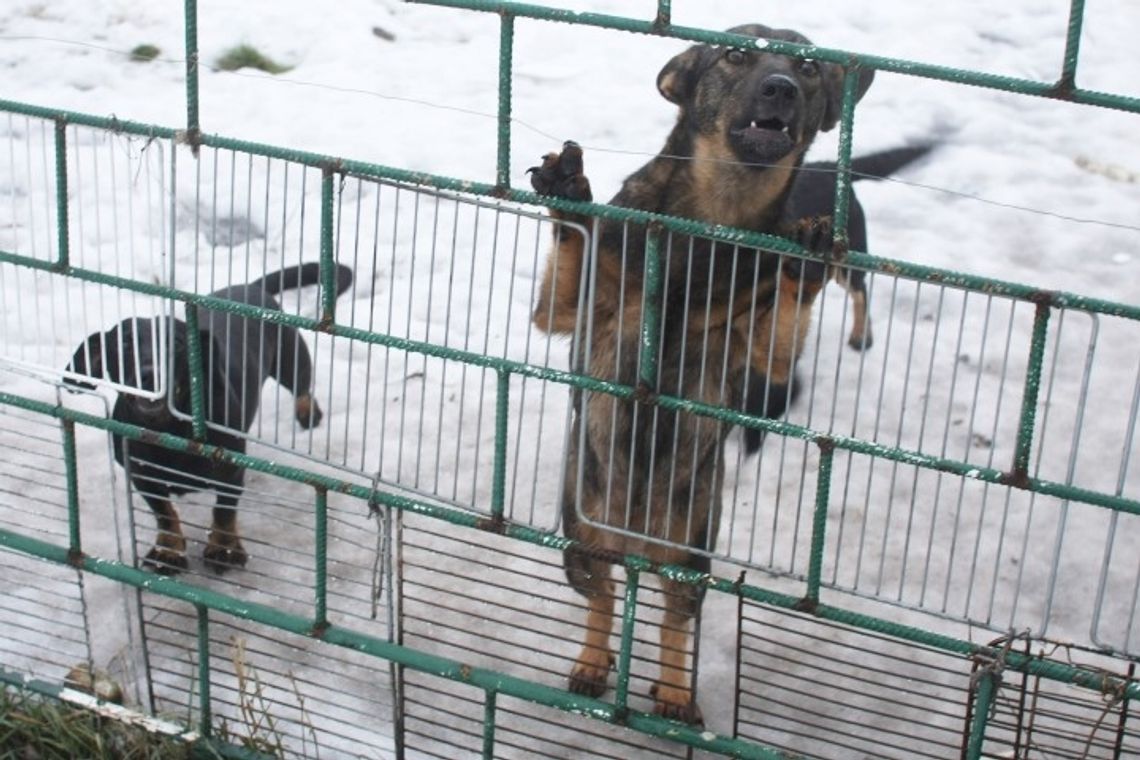 Potrzebne schronisko dla zwierząt