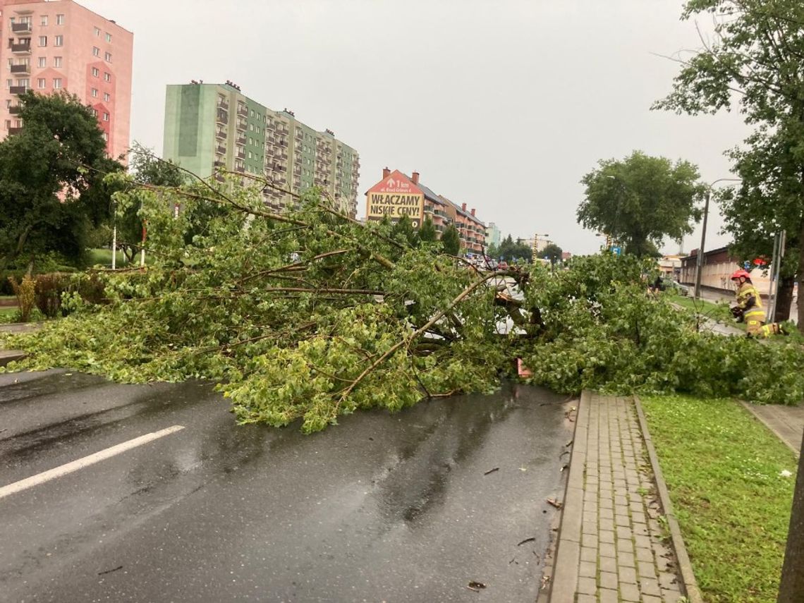 Powalone drzewa, wylamane gałęzie.  Nawalanica nad Gdańskiem i Kociewiem