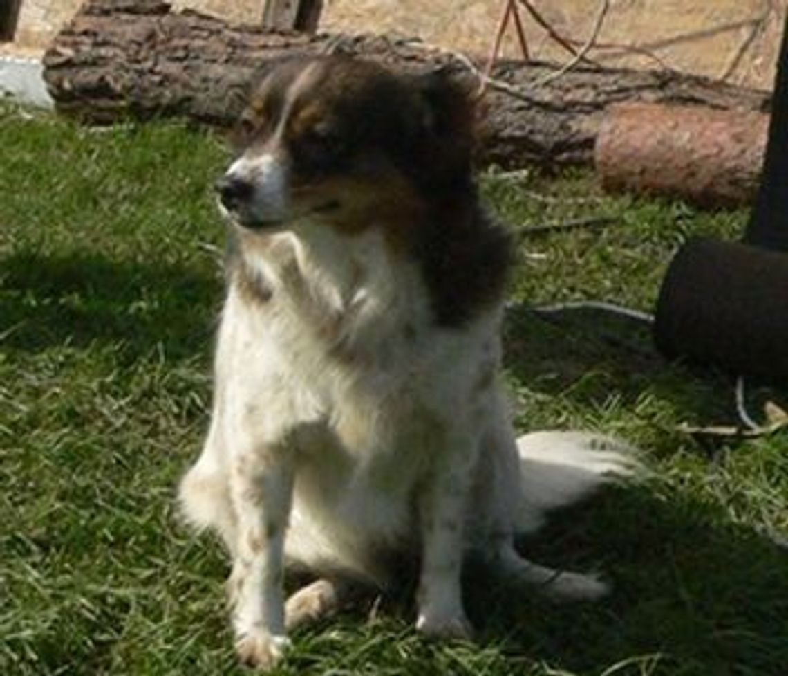 Pożar od pioruna. Kundel uratował życie mieszkańców Pożar od pioruna. Kundel uratował życie mieszkańców